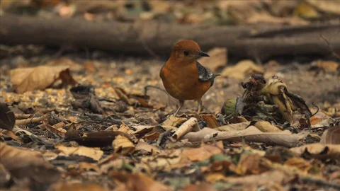 Thrush, Orange-headed MCU 스톡 동영상 129289903
