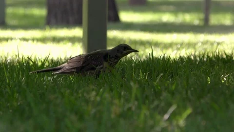 Thrush in park Stock Footage 91249752