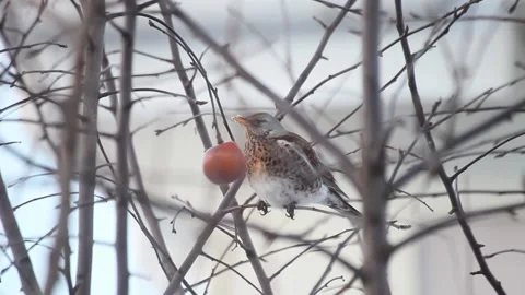 Thrush pecks an apple in winter Video stock 167158890