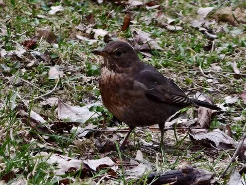Thrush Perches Attentively Amid Leaf Litter. Urban Bird Resting On Grass Wi.. Stock Photos