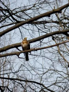 Thrush Stock Photos