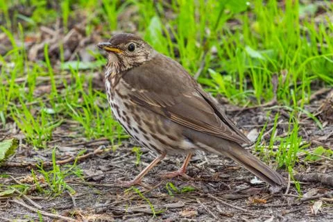 Thrush Stock Photos