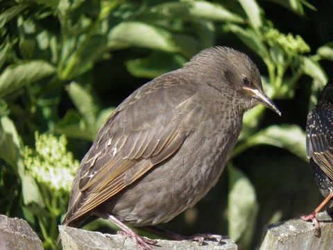 Thrush that rests in the sun Stock Photos