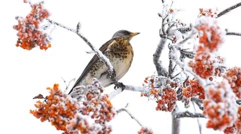 Thrush on the rowan berry tree in winter Stock Footage 56746448