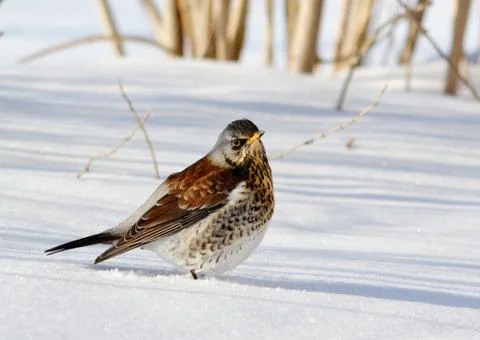 Thrush ryabinnik Stock Photos
