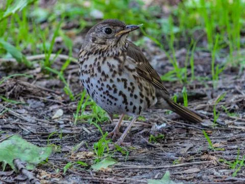 Thrush singer Stock Photos