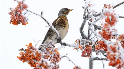Thrush siting on the rowanberry tree in winter Stock Footage 56319815