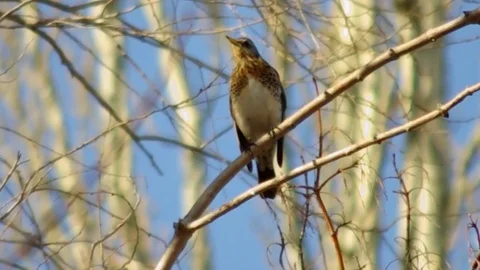 Thrush sits on the apple tree Stock Footage 73970689