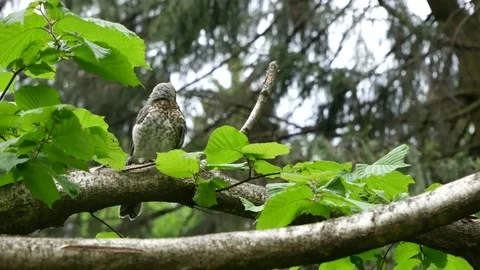 The thrush sits on a branch and cleans feathers. Video stock 132108991