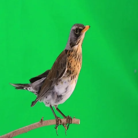 Thrush sits on a branch on a green background Stock Footage 69277737