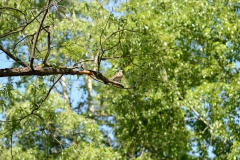Thrush sits on a tree branch on a bright sunny day 스톡 사진