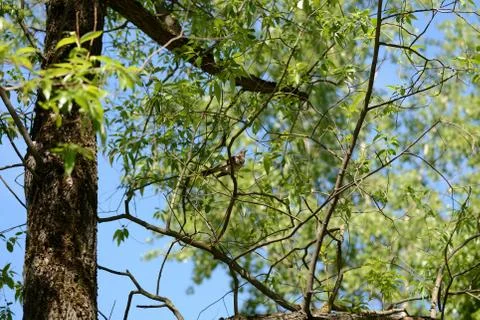 Thrush sits on a tree branch on a bright sunny day Stock Photos