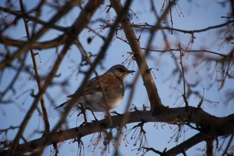A thrush sits on a tree branch Stock Photos