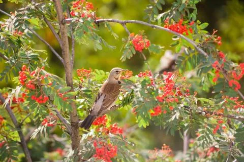 Thrush sitting on a branch. Tree Rowan. Stock Photos