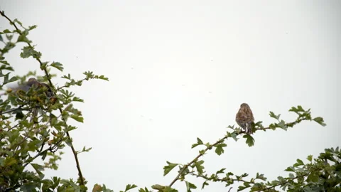 Thrush sitting on bush then joined by another flying Thrush Stock Footage 163673613
