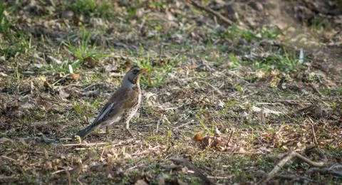 Thrush sitting on the ground. Stock Photos