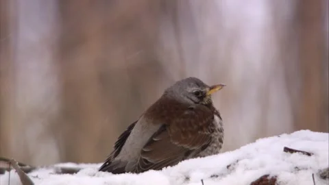 Thrush sitting in the snow Stock Footage 299563685