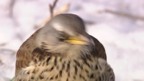 Thrush sitting in the snow (portrait) Vídeo Stock 299563724