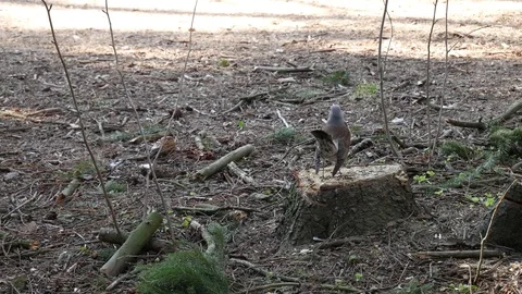 Thrush sitting on a stump and running away Video stock 128316319
