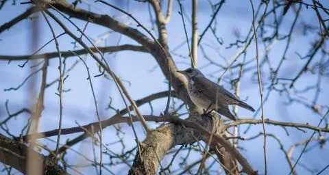 Thrush sitting on the tree. Stock Photos