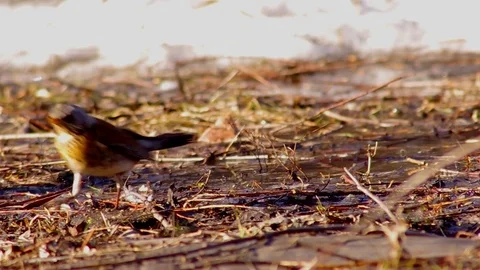The thrush standing on the thawed earth stretches 库存影片 75869814