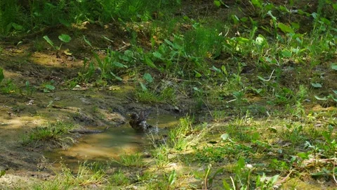 Thrush swims in a puddle in the forest. Video stock 155495962