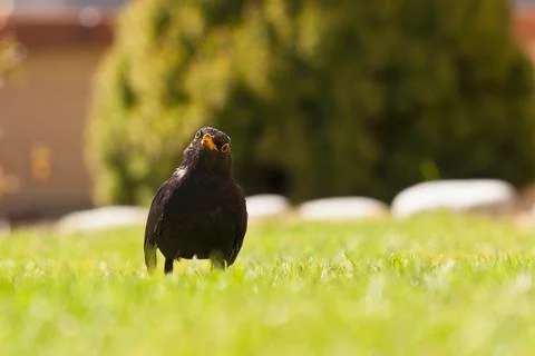 Thrush in a threatening position on the blurry background Stock Photos
