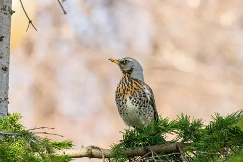 Thrush on a tree Stock Photos
