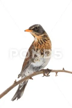 Thrush (Turdus pilaris) isolated on white background, studio Stock Photos