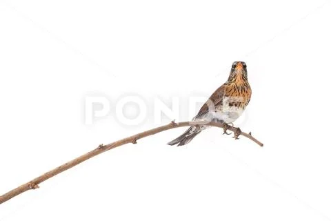 Thrush (Turdus pilaris) isolated on white background, studio Stock Photos