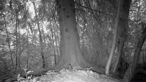 Thrush under a large tree in a lucid northern summer night Stock Footage 327658241