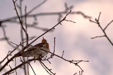 Thrush on a winter branch Stock Photos