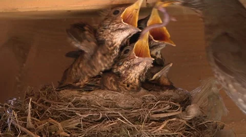 Thrush_Nest-01 Stock Footage 22425621