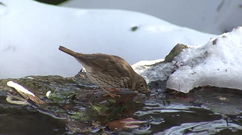 Thrushes in the snow winter Stock Footage 33918862
