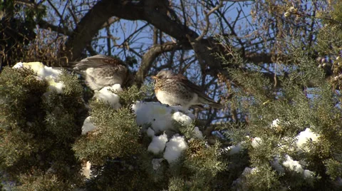 Thrushes in the snow winter Stock Footage 33919891