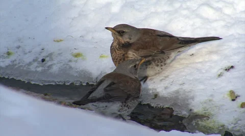 Thrushes in the snow winter Stock-Footage 33920224