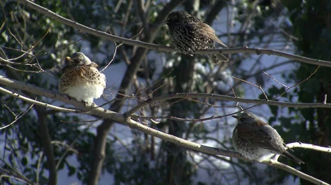Thrushes in the snow winter Vidéo 33920932