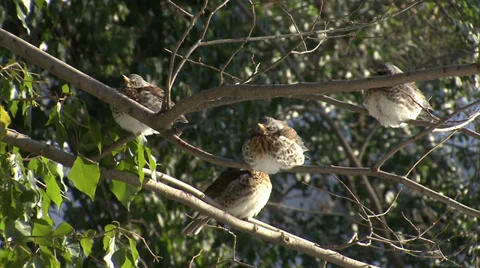Thrushes in the snow winter Vidéo 33921295