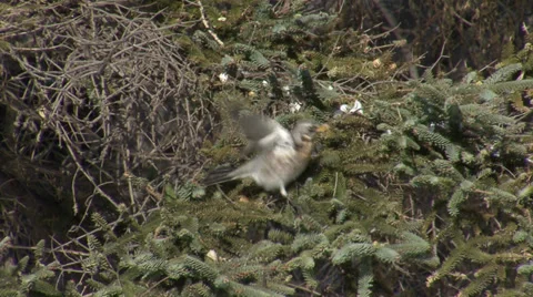 Thrushes in the snow winter Stock-Footage 33921910