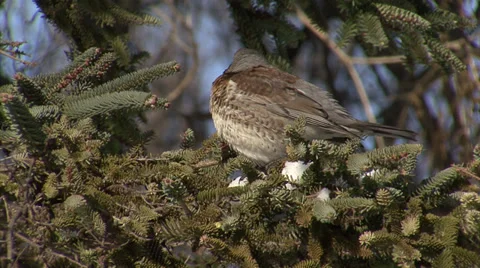Thrushes in the snow winter Stock-Footage 33922165