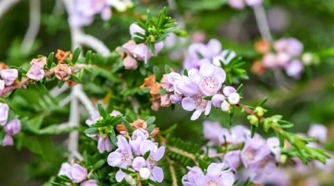 Thryptomene Stenophylla flowers blossoming on branches with gentle breeze Stock Footage 56672166