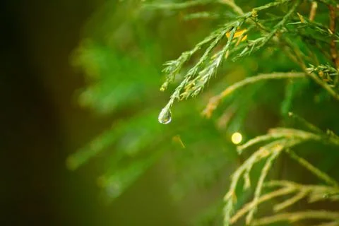Thuja after the rain.  Stock Photos