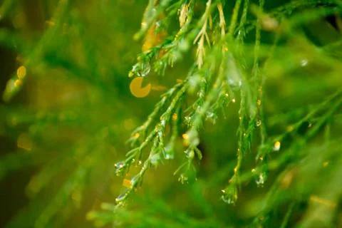 Thuja after the rain. Stock Photos