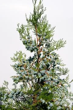 Thuja and cones Stock Photos