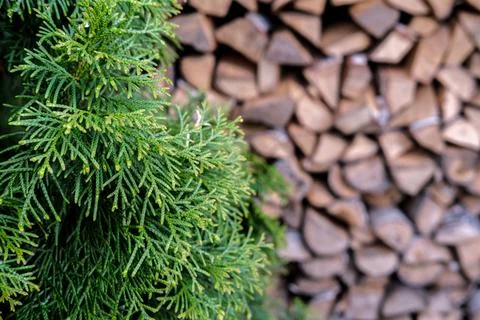Thuja on the background of firewood. Stock Photos