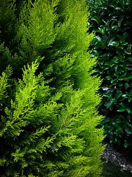 Thuja. background. landscape design. branches of thuja trees on background Stock Photos