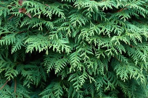 Thuja background Stock Photos