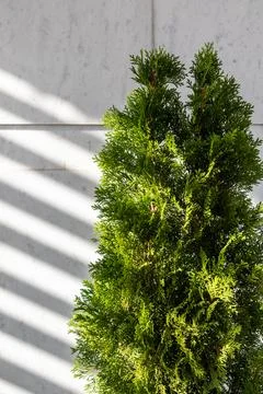 Thuja in the backyard against the background of a white stone wall with sunbeams Stock Photos