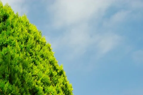 Thuja on blue sky Stock Photos