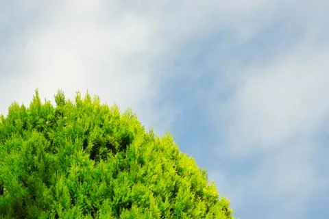 Thuja on blue sky Stock Photos
